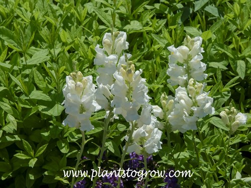'Royal Bride' Snapdragon (Antirrhinum)